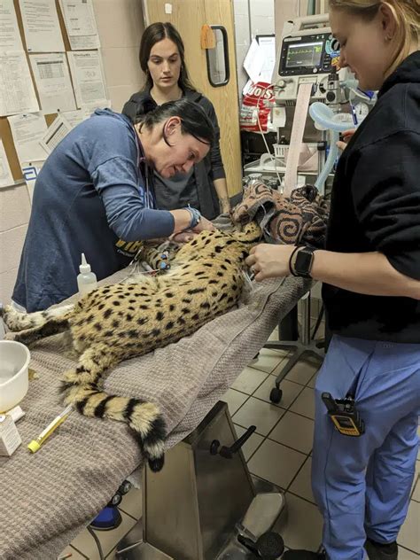 After wild escape, ‘cocaine cat’ will live at Cincinnati Zoo